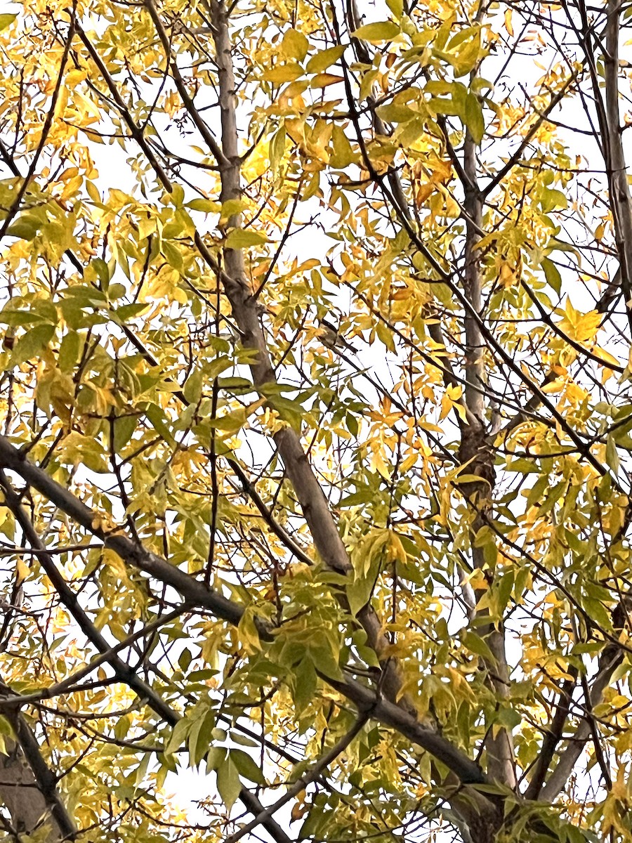 lesňáček modrohřbetý - ML643581429