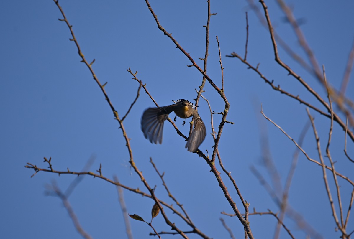Yellow-rumped Warbler - ML643581434