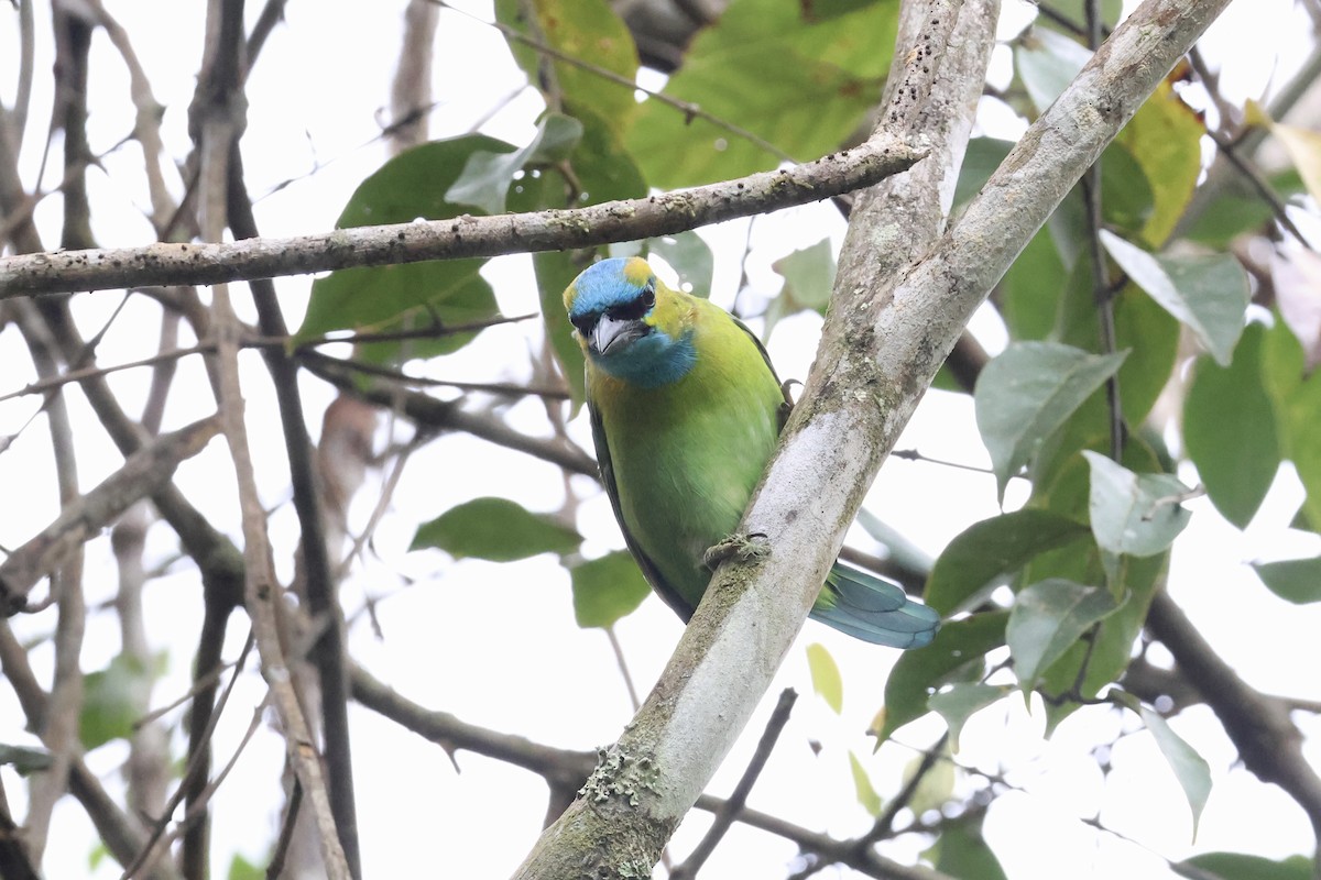 Golden-naped Barbet - ML643581448