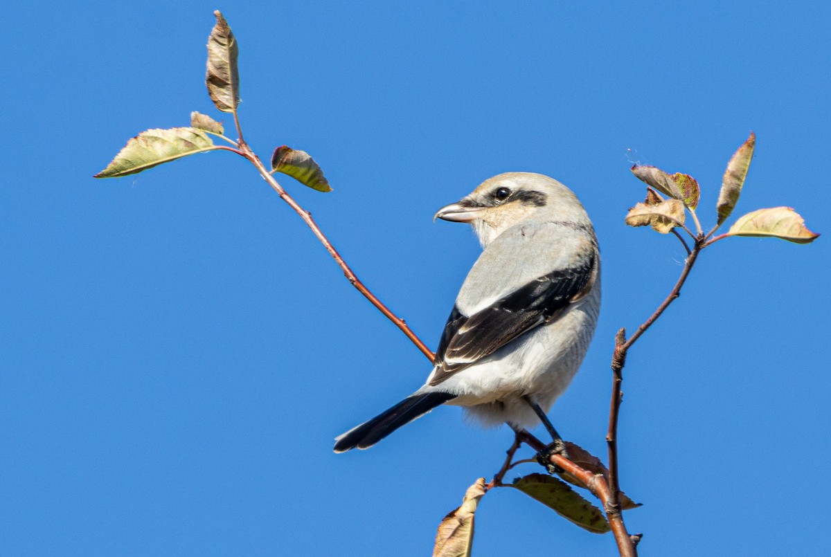 חנקן צפוני - ML643581459