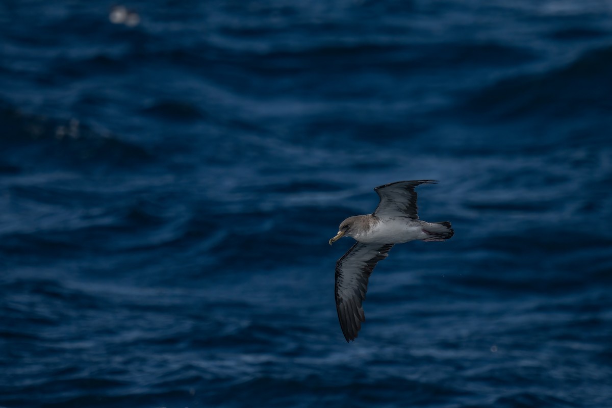 Cory's Shearwater - ML643581464