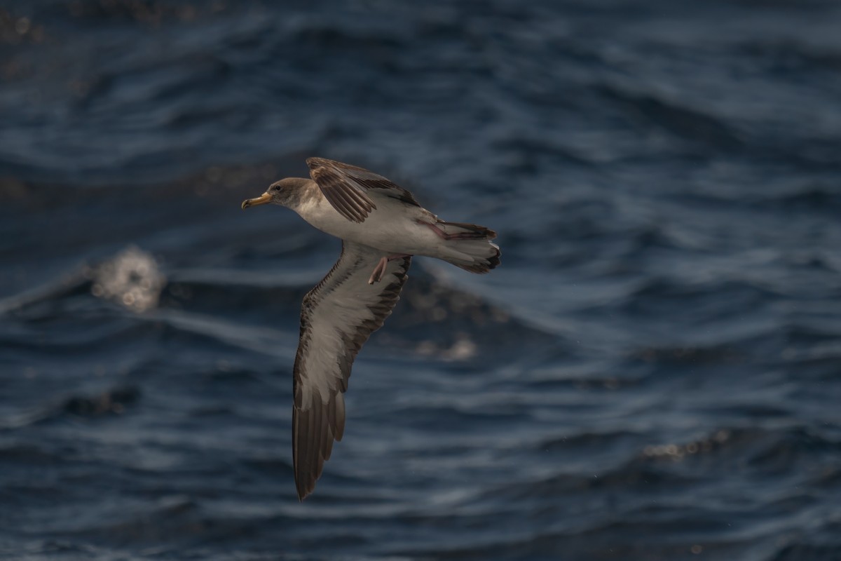 Cory's Shearwater - ML643581465