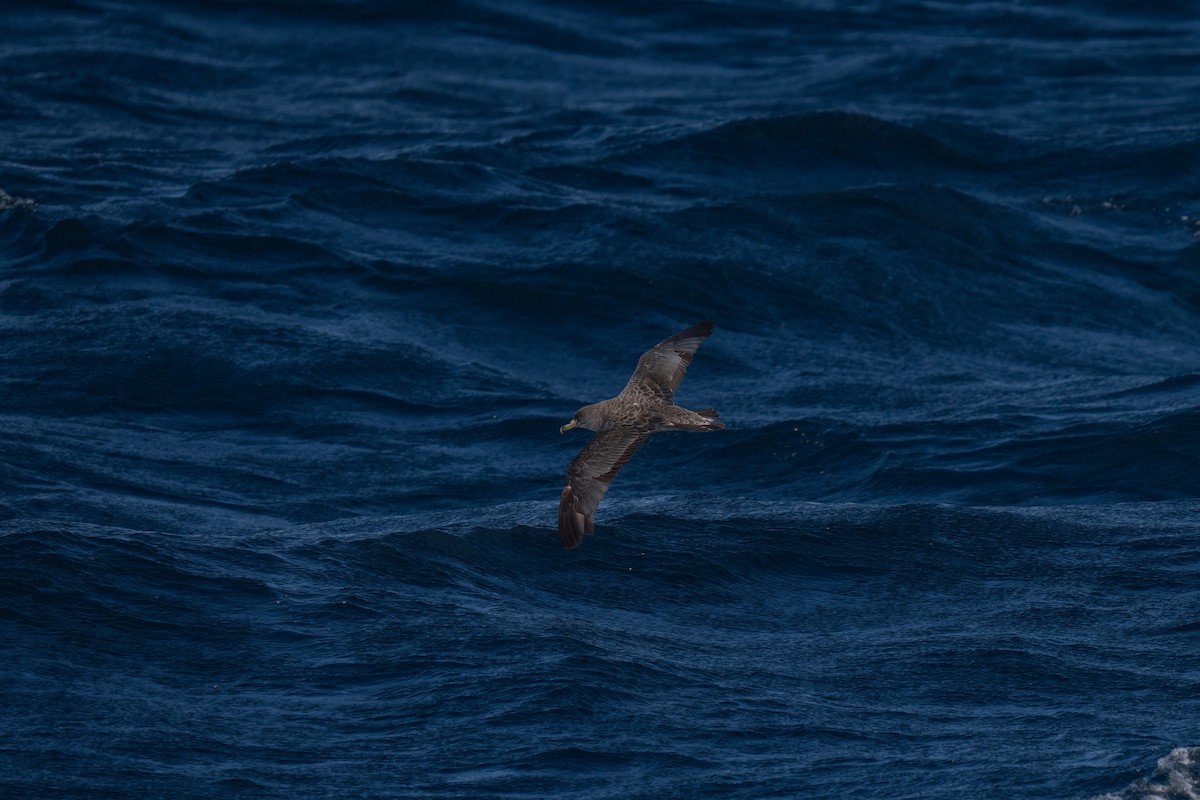 Cory's Shearwater - ML643581466