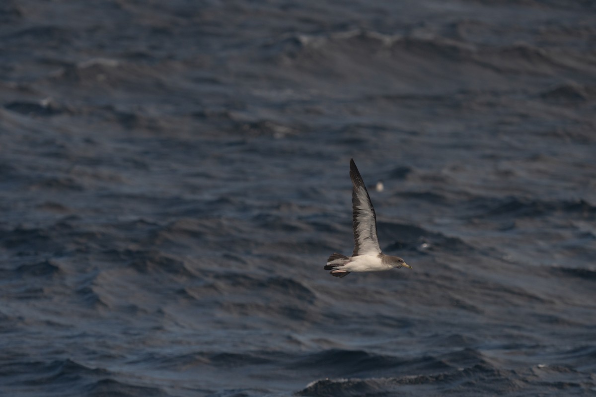 Cory's Shearwater - ML643581471