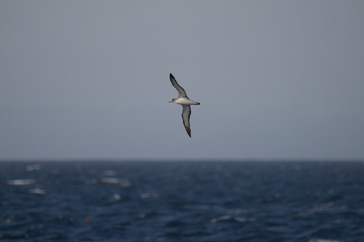 Cory's Shearwater - ML643581473
