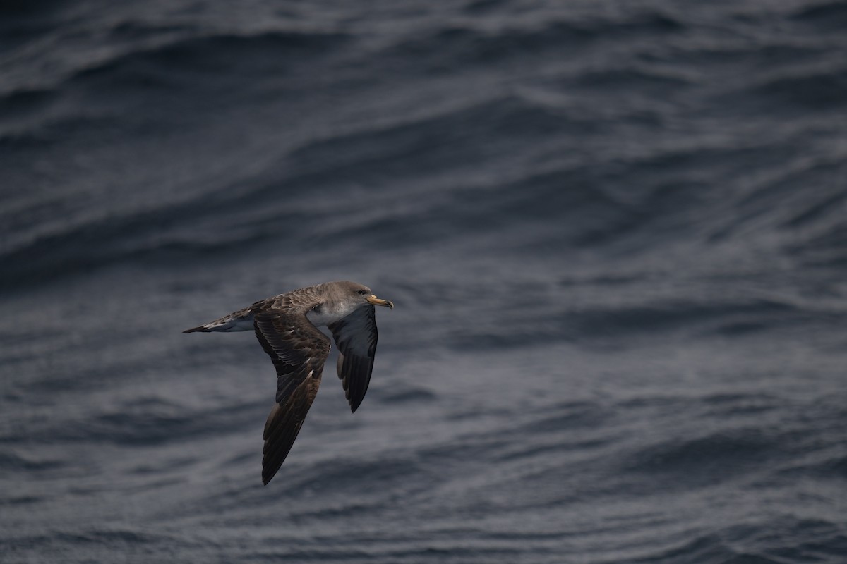 Cory's Shearwater - ML643581474