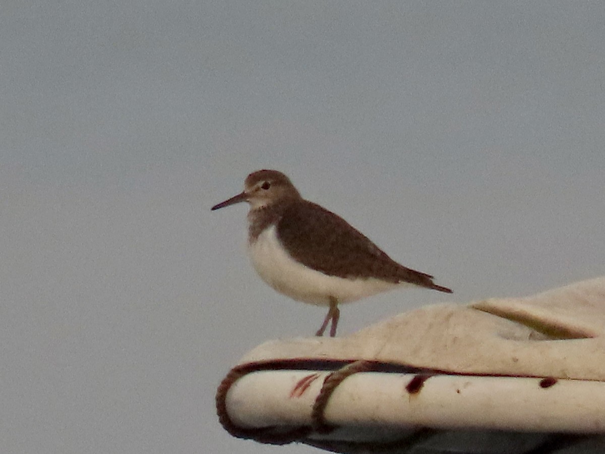 Common Sandpiper - ML643581476
