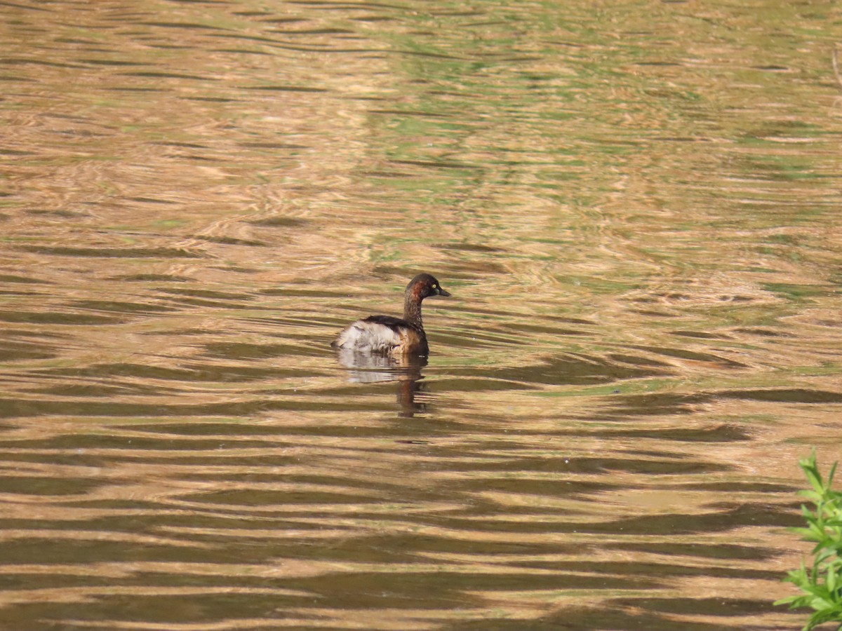 Australasian Grebe - ML643581498