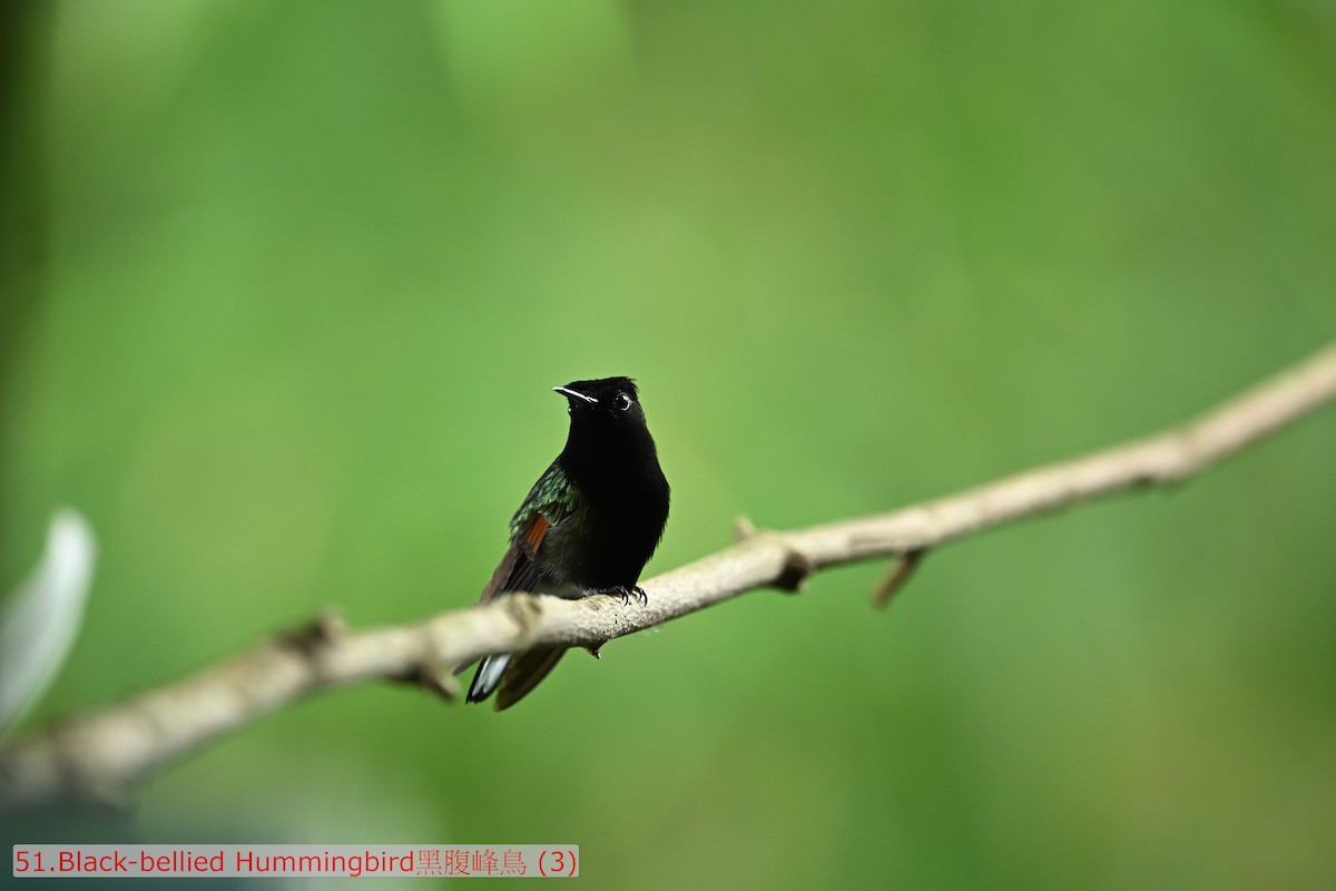 Black-bellied Hummingbird - ML643581499