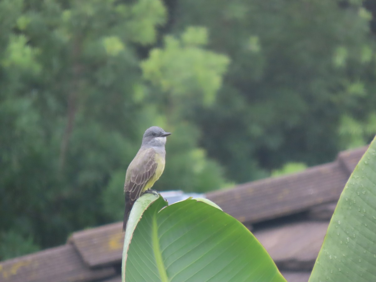Cassin's Kingbird - ML643581527