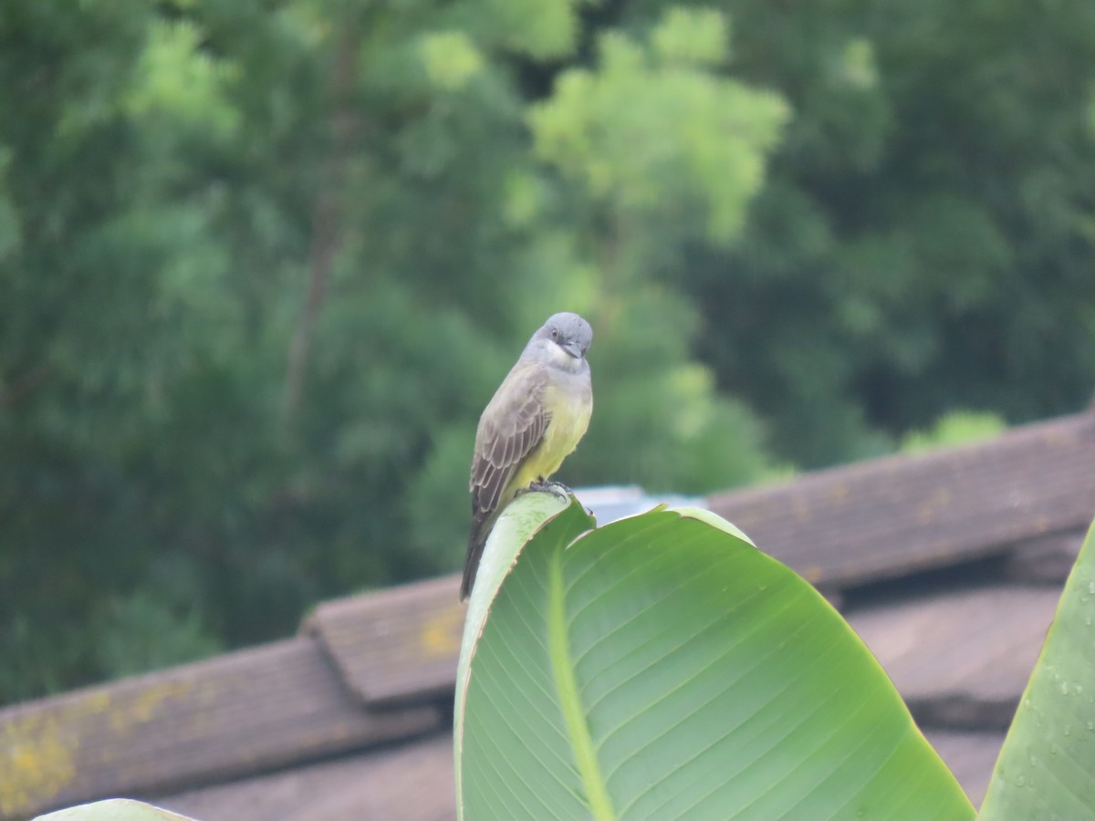 Cassin's Kingbird - ML643581537