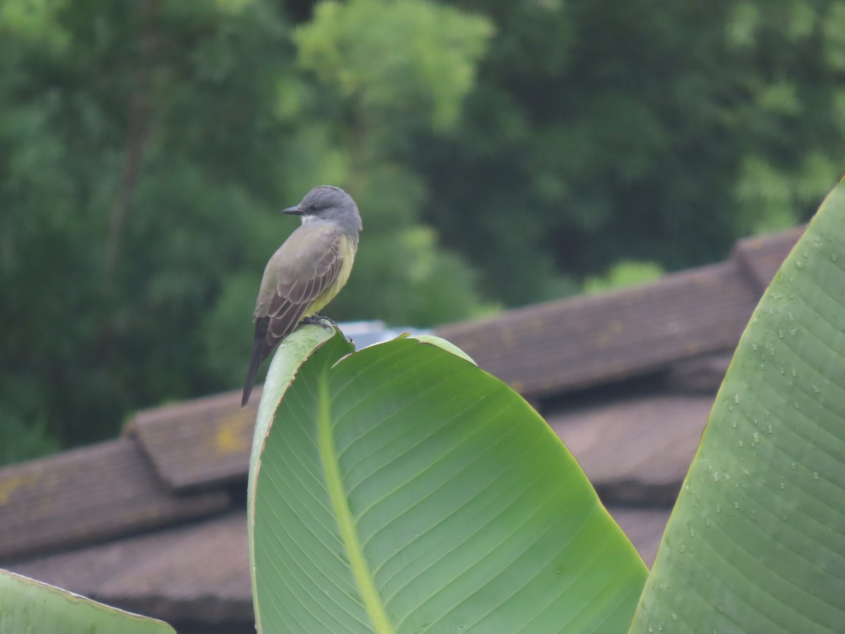 Cassin's Kingbird - ML643581539