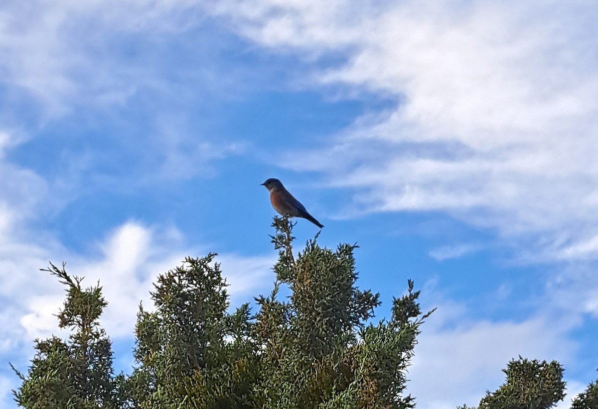 Western Bluebird - ML643581544