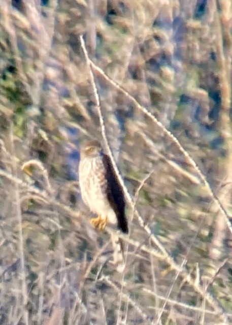 Cooper's Hawk - ML643581589