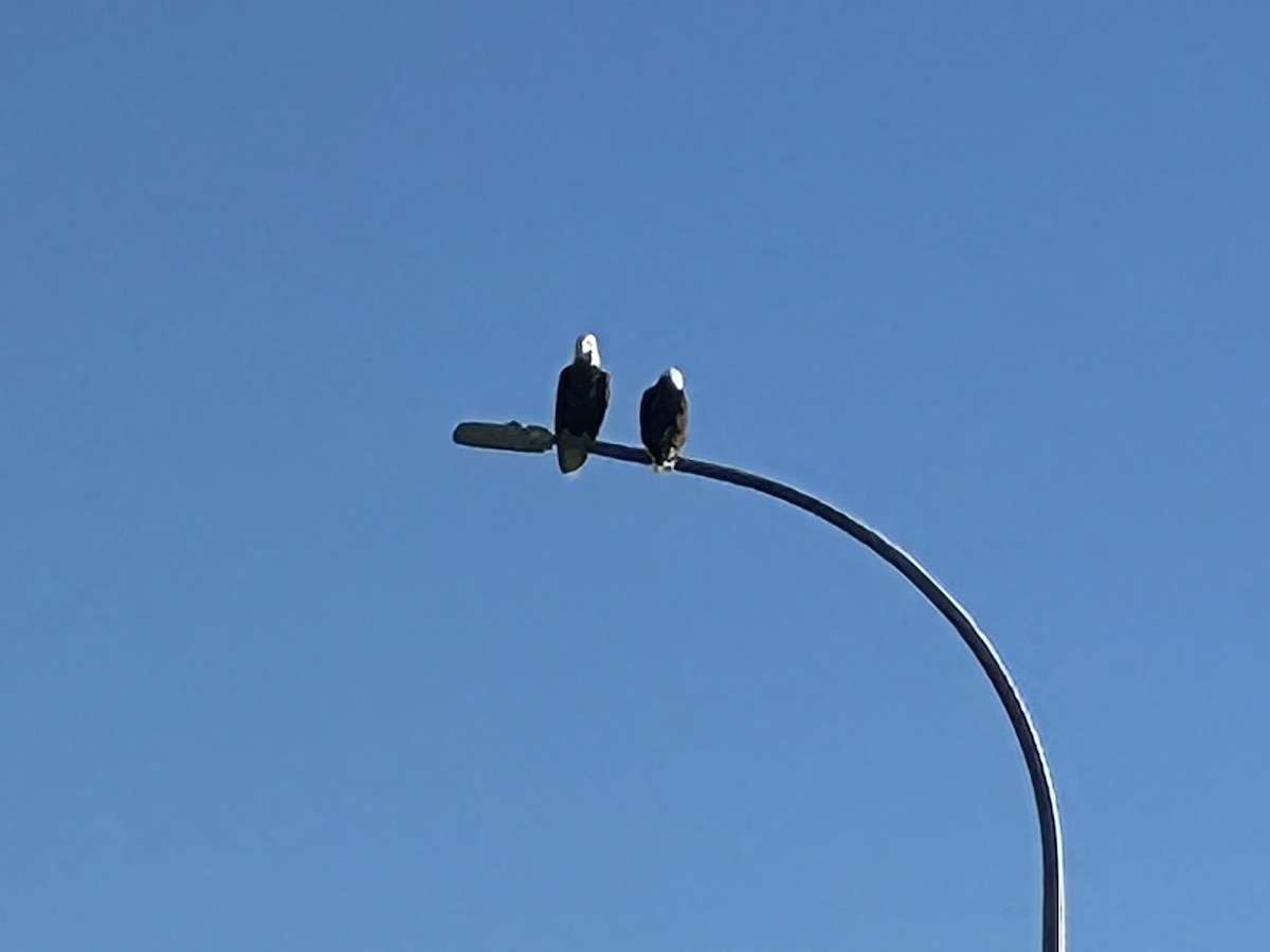 Bald Eagle - ML643581610