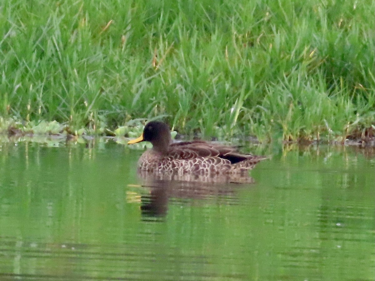 Yellow-billed Duck - ML643581617