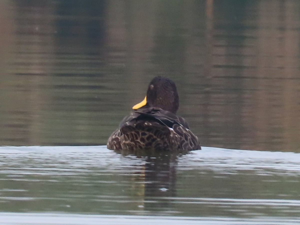 Yellow-billed Duck - ML643581618
