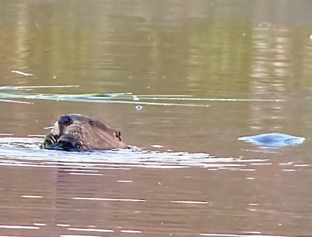 Animals - ML643581621