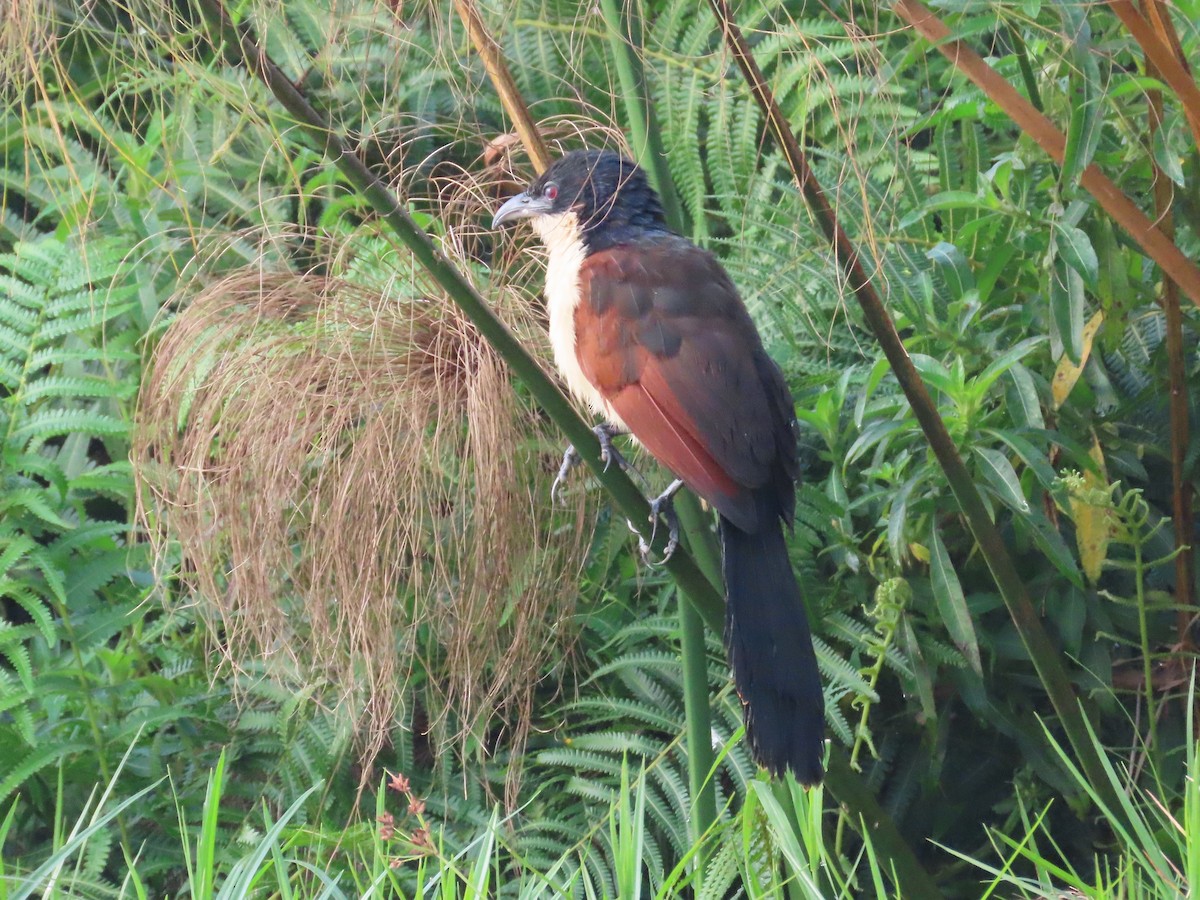 Blue-headed Coucal - ML643581625