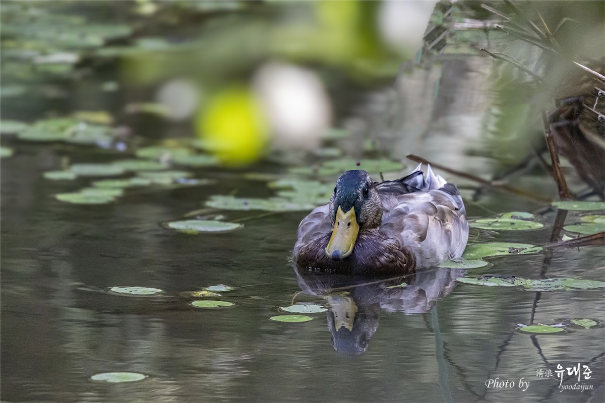 Mallard - ML643581626