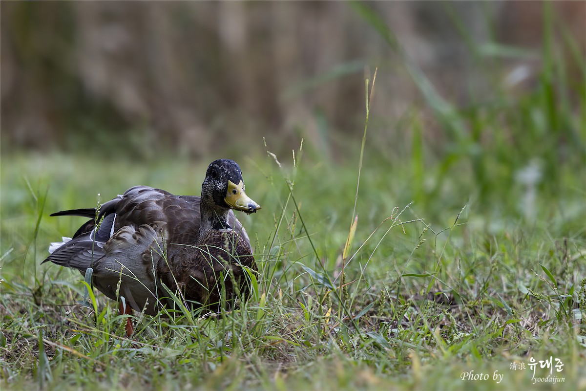 Mallard - ML643581627