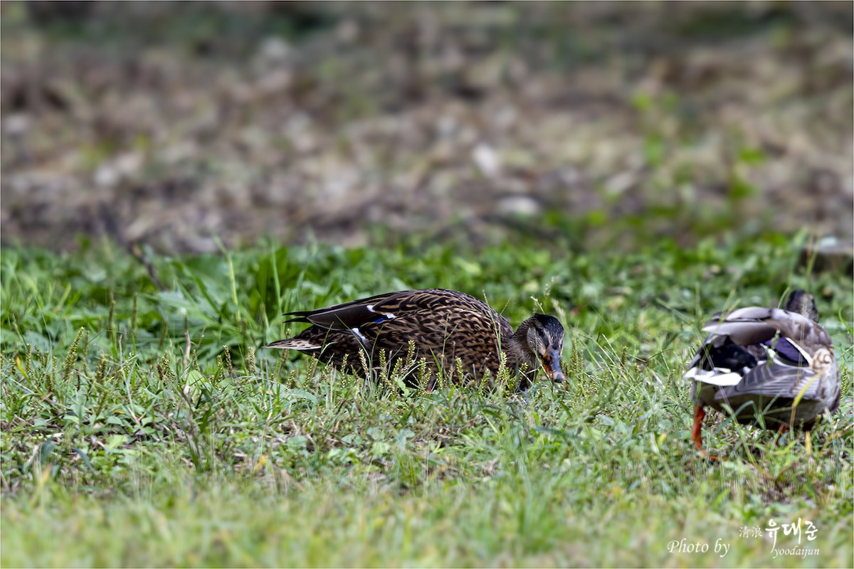 Mallard - ML643581628