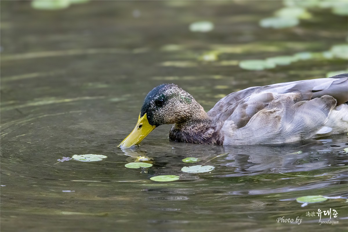 Mallard - ML643581629
