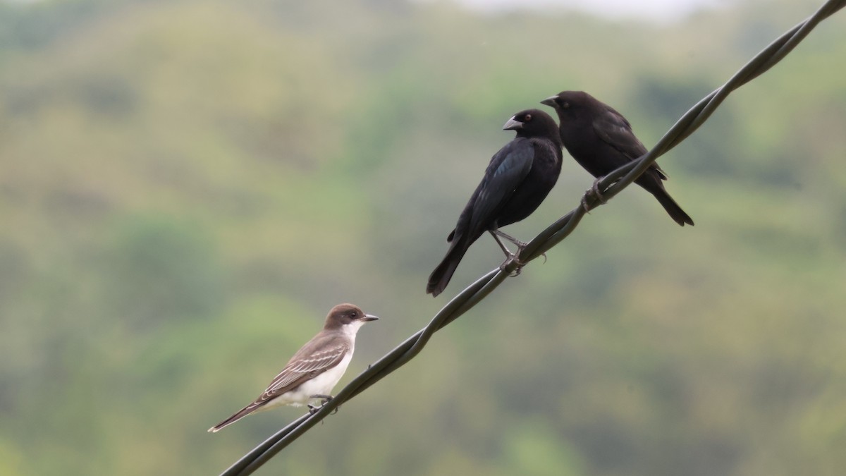 Eastern Kingbird - ML643581644