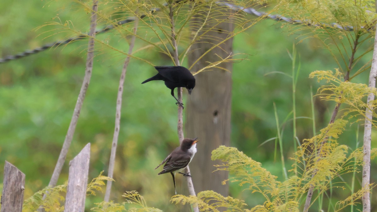 Eastern Kingbird - ML643581645