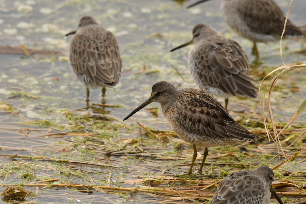 slukovec dlouhozobý - ML643581652
