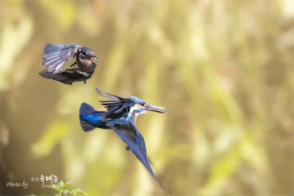 Common Kingfisher - ML643581653