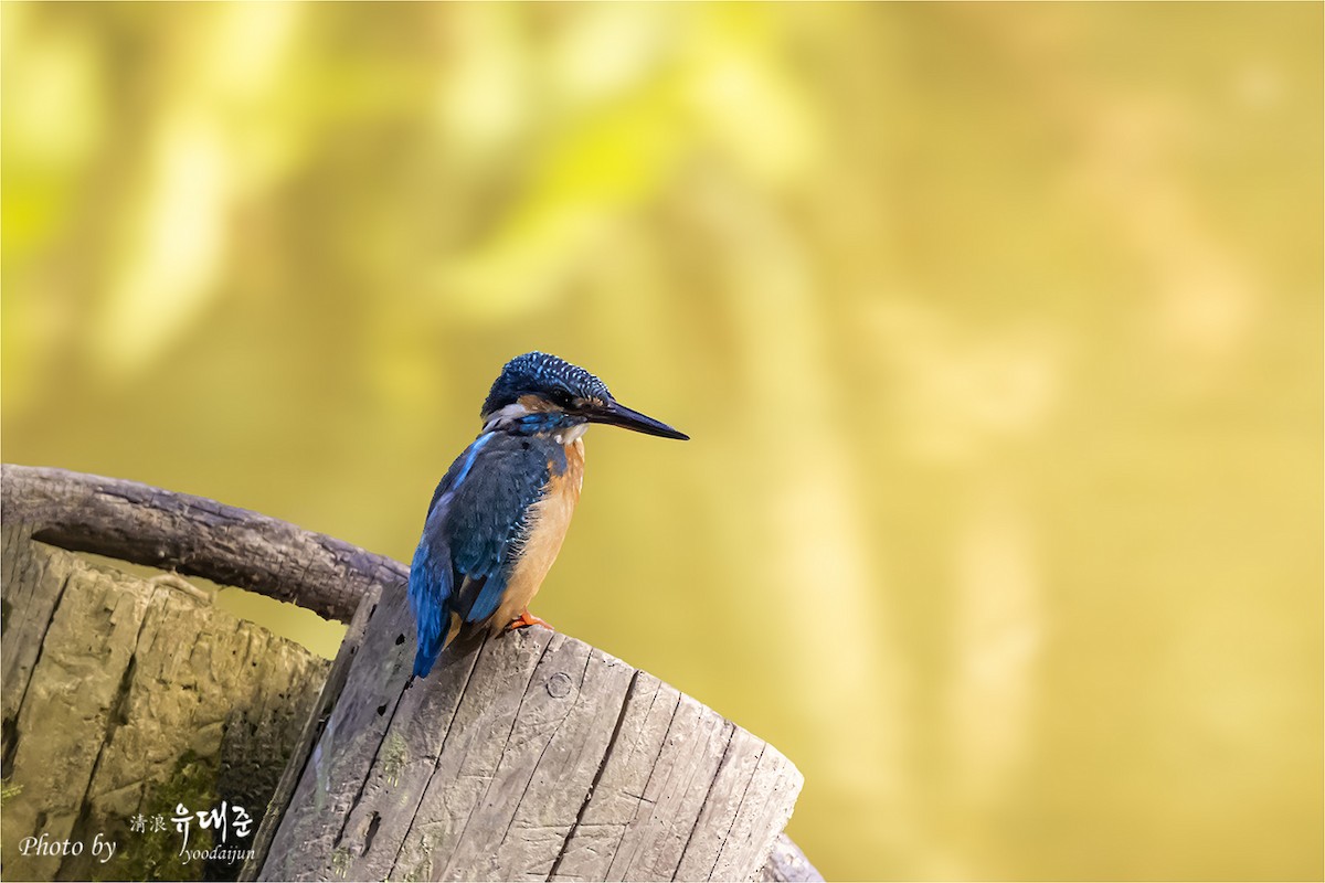 Common Kingfisher - ML643581654
