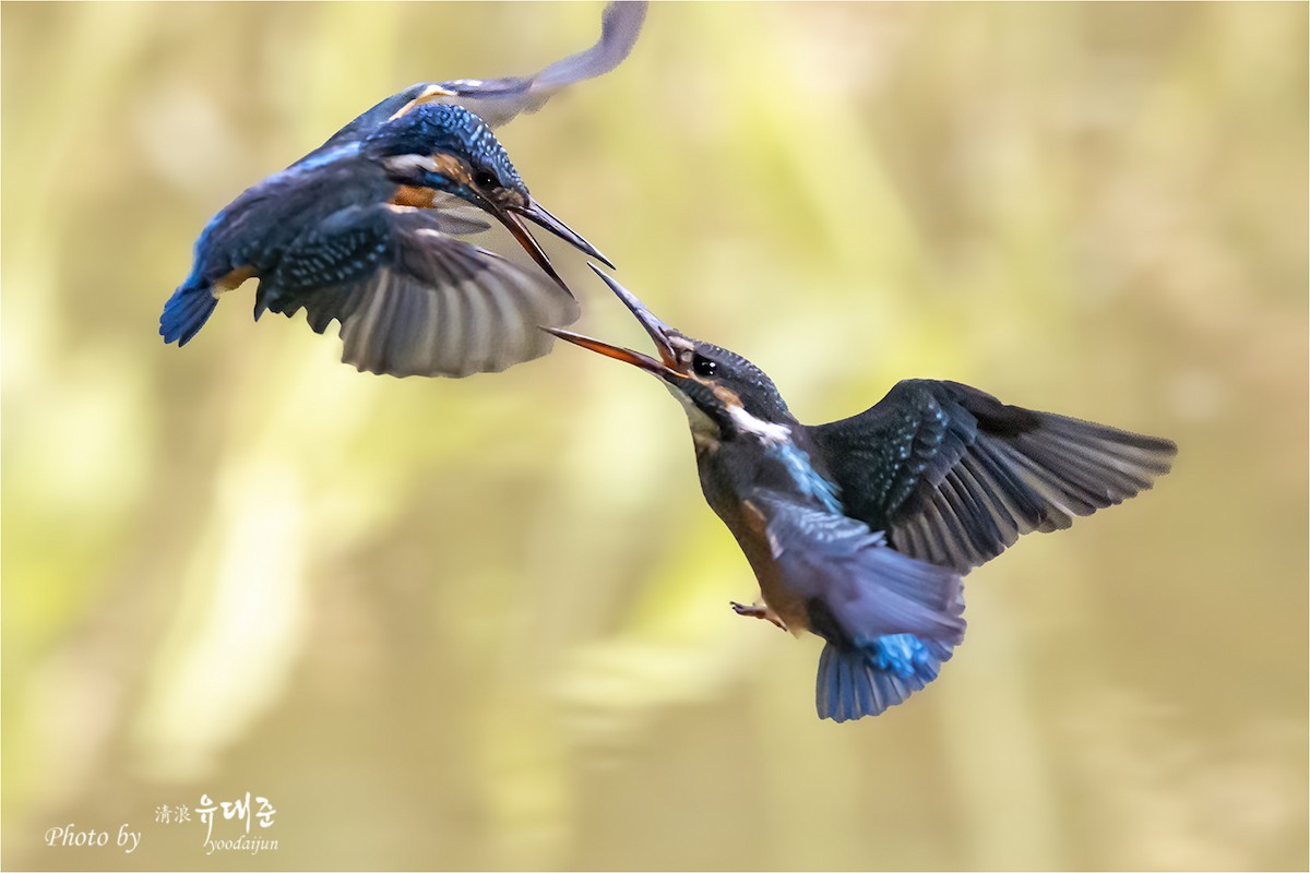 Common Kingfisher - ML643581655