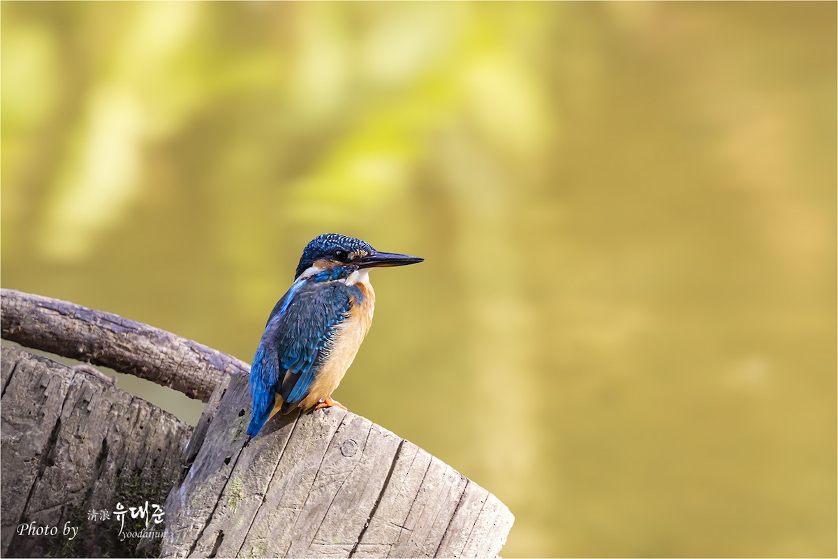 Common Kingfisher - ML643581656