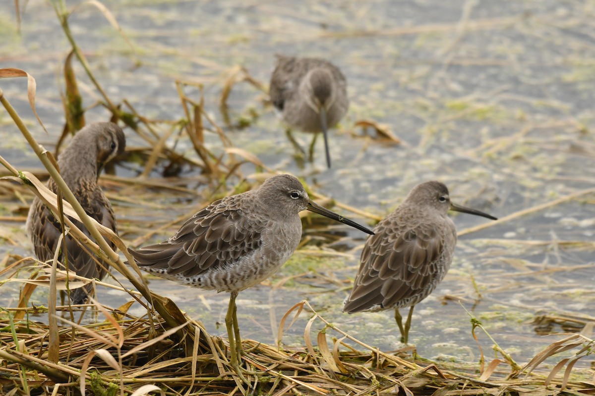 slukovec dlouhozobý - ML643581683