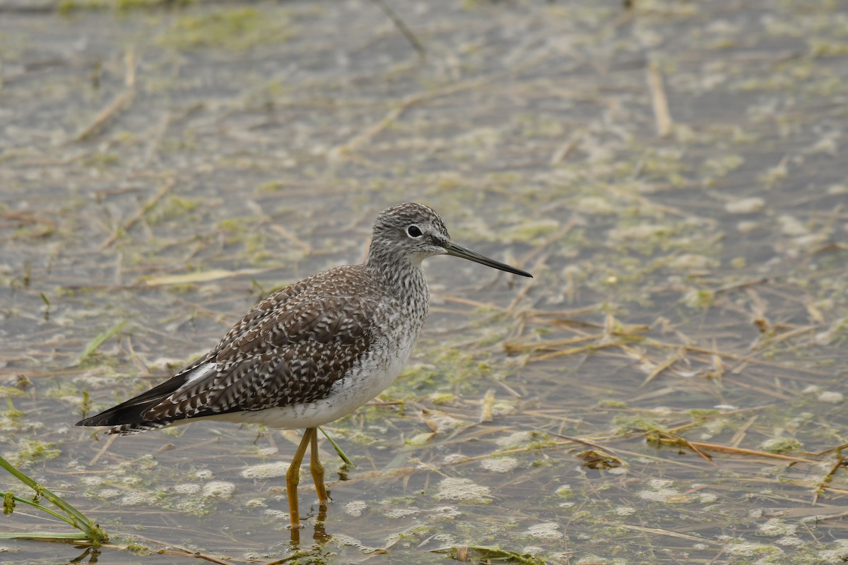 plystresnipe - ML643581696