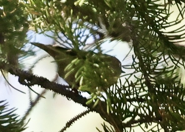 Golden-crowned Kinglet - ML643581703