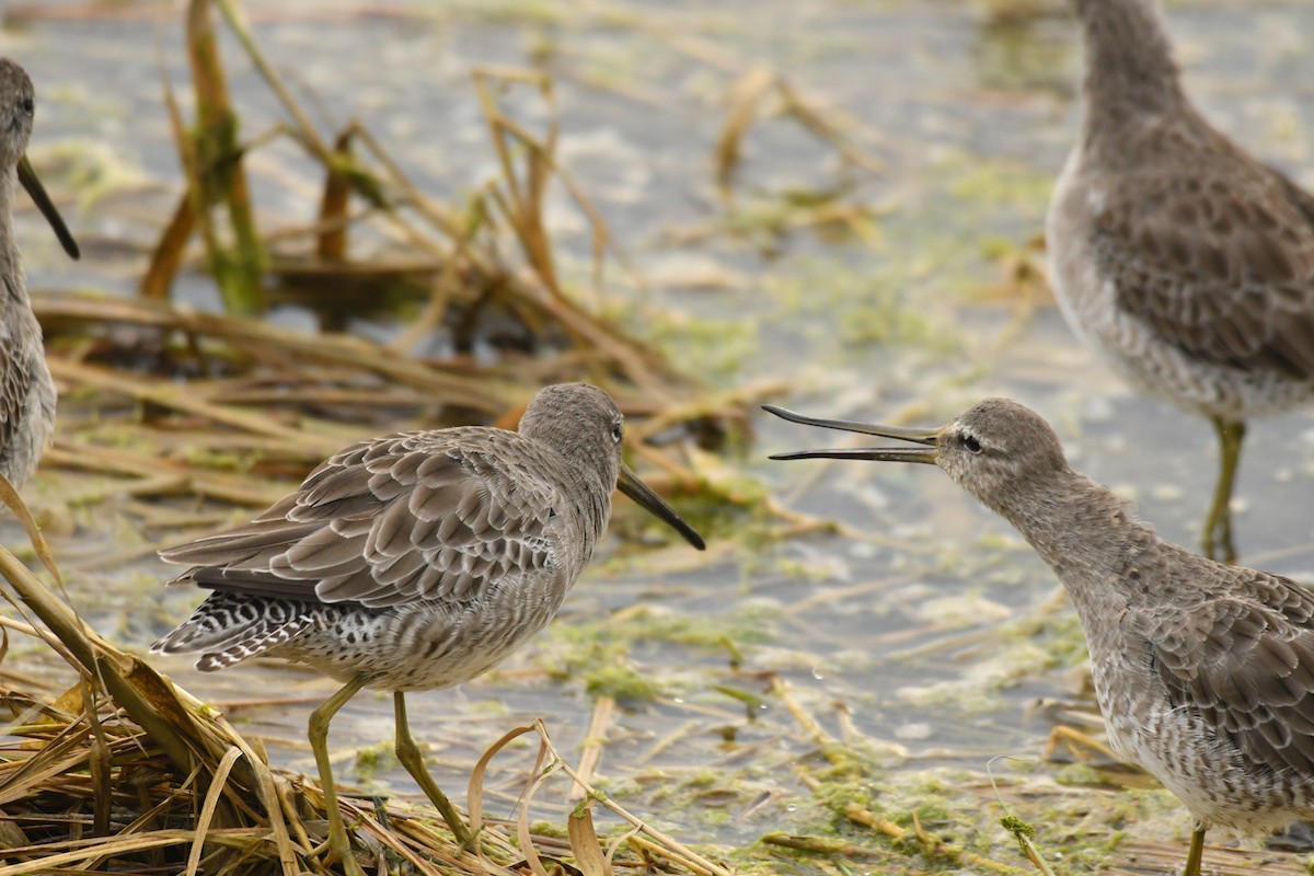 slukovec dlouhozobý - ML643581704