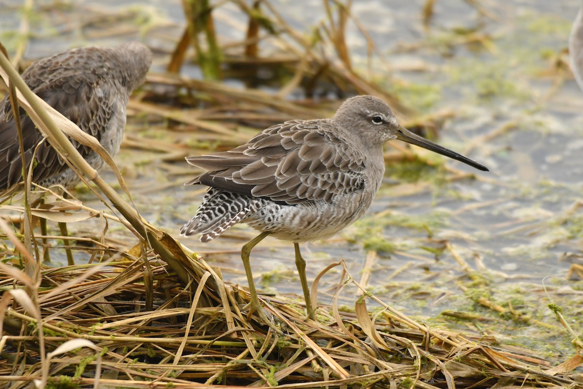 slukovec dlouhozobý - ML643581705