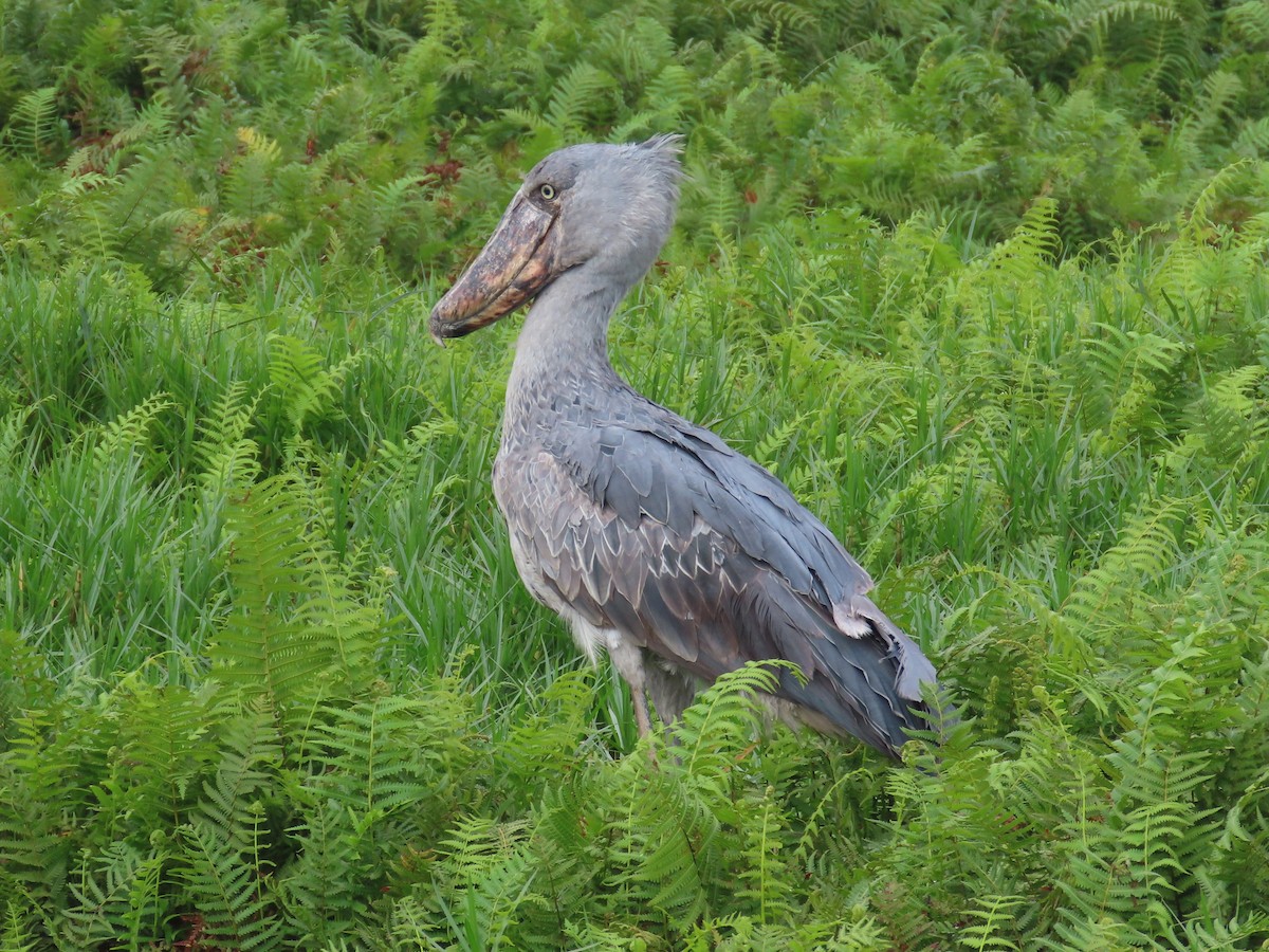 Shoebill - ML643581721