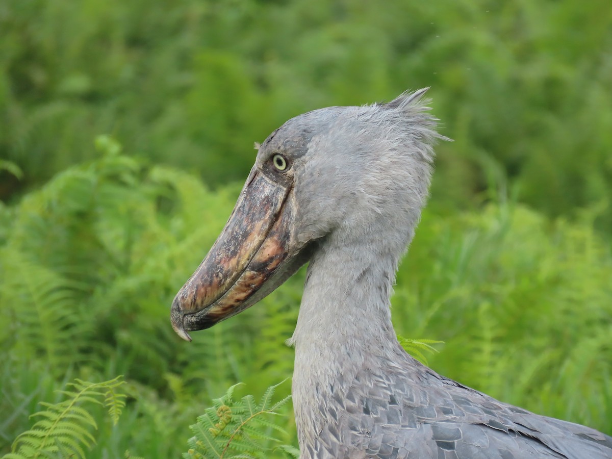 Shoebill - ML643581723