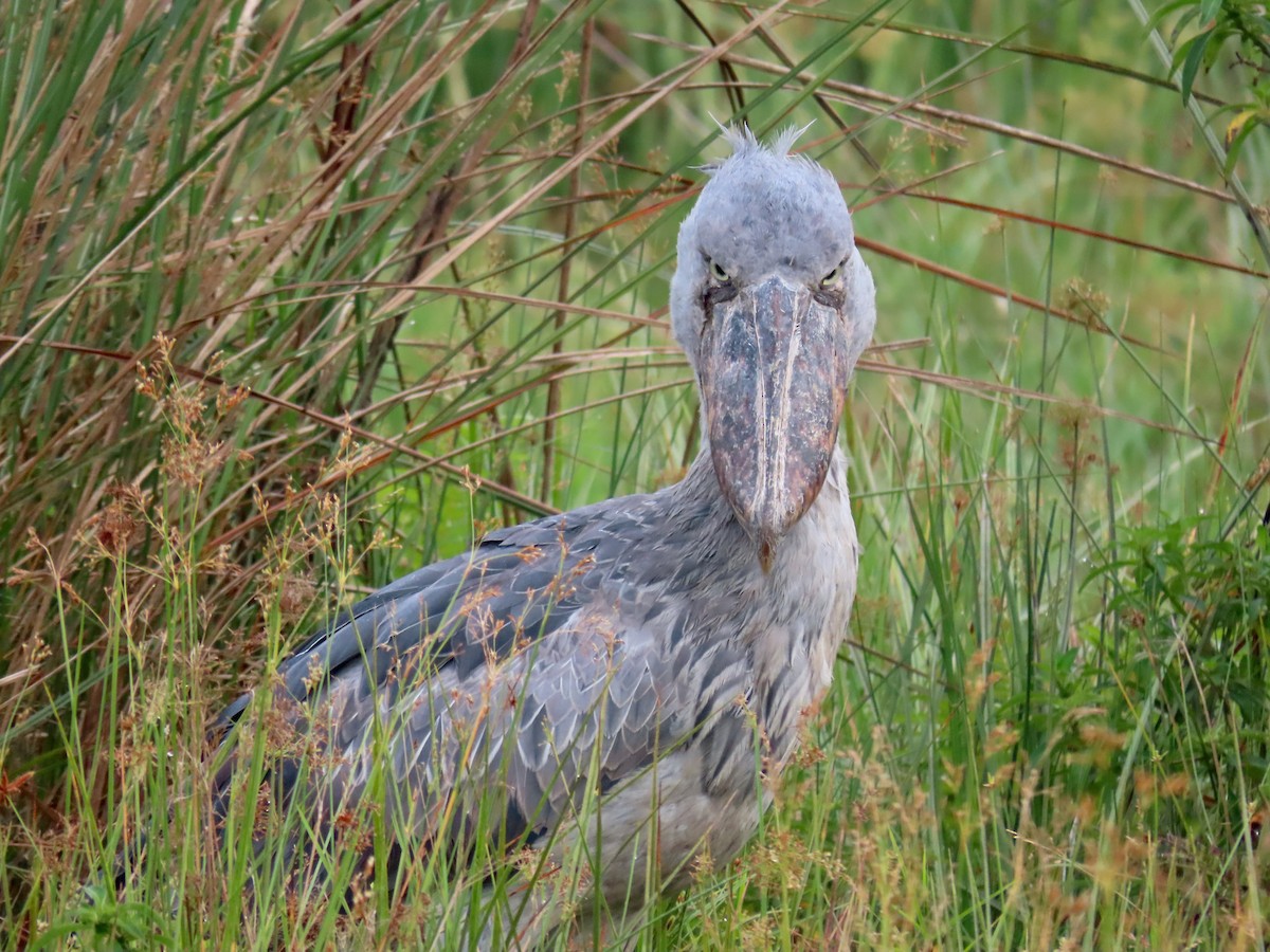 Shoebill - ML643581724