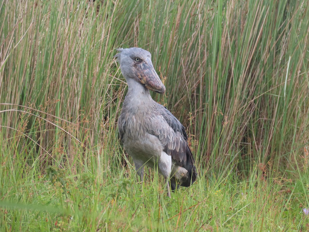 Shoebill - ML643581733