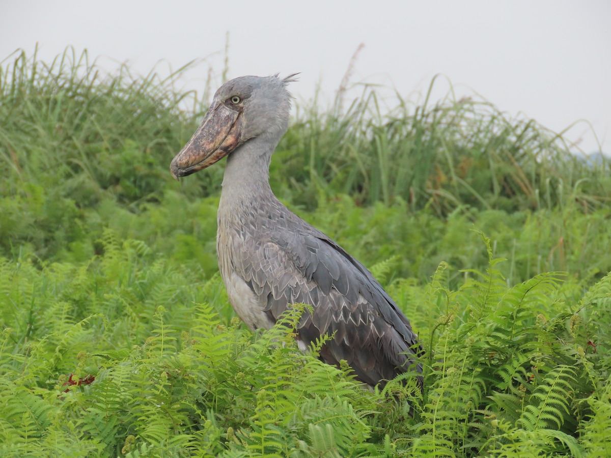 Shoebill - ML643581735