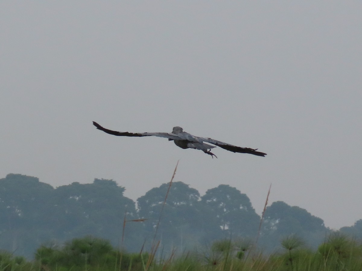 Shoebill - ML643581736