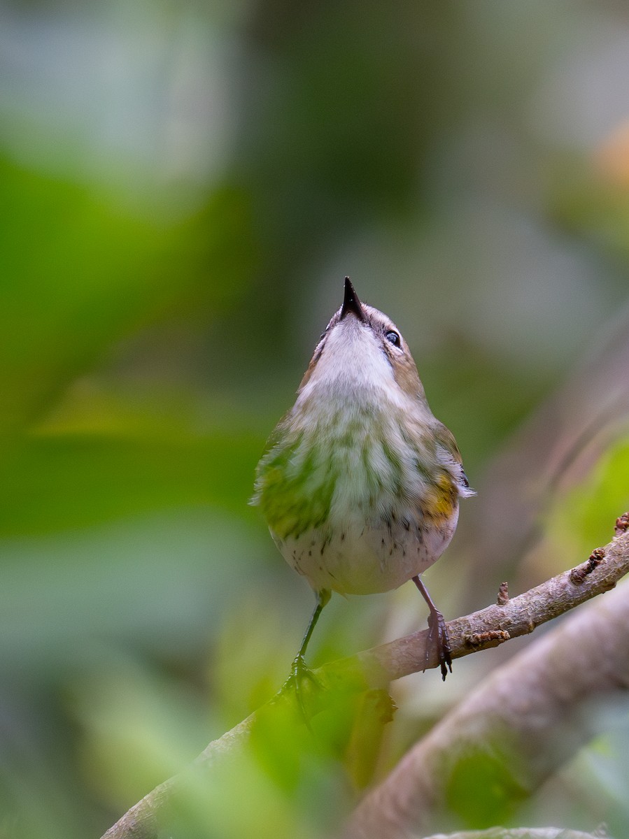Yellow-rumped Warbler - ML643581744