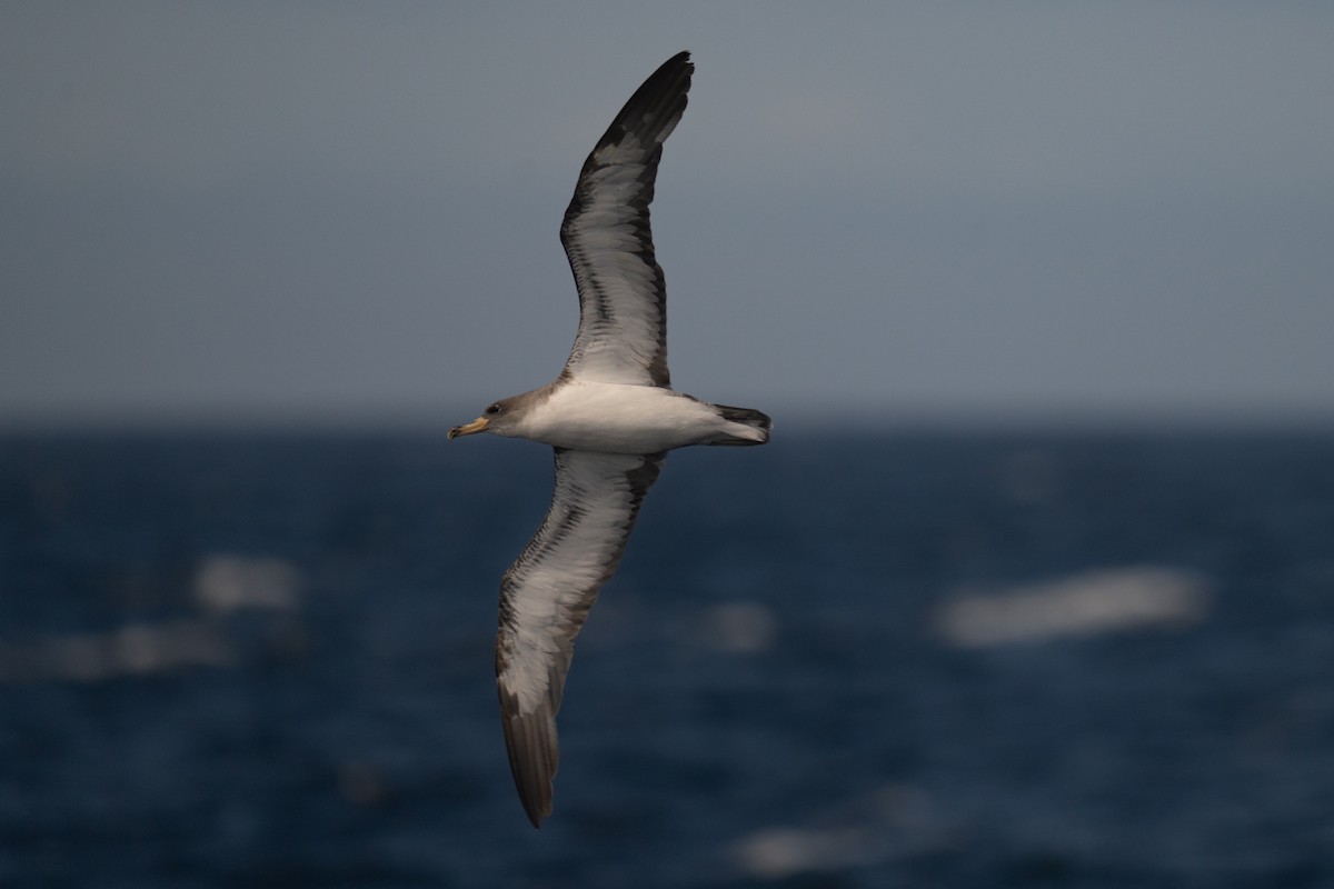 Cory's Shearwater - ML643581762