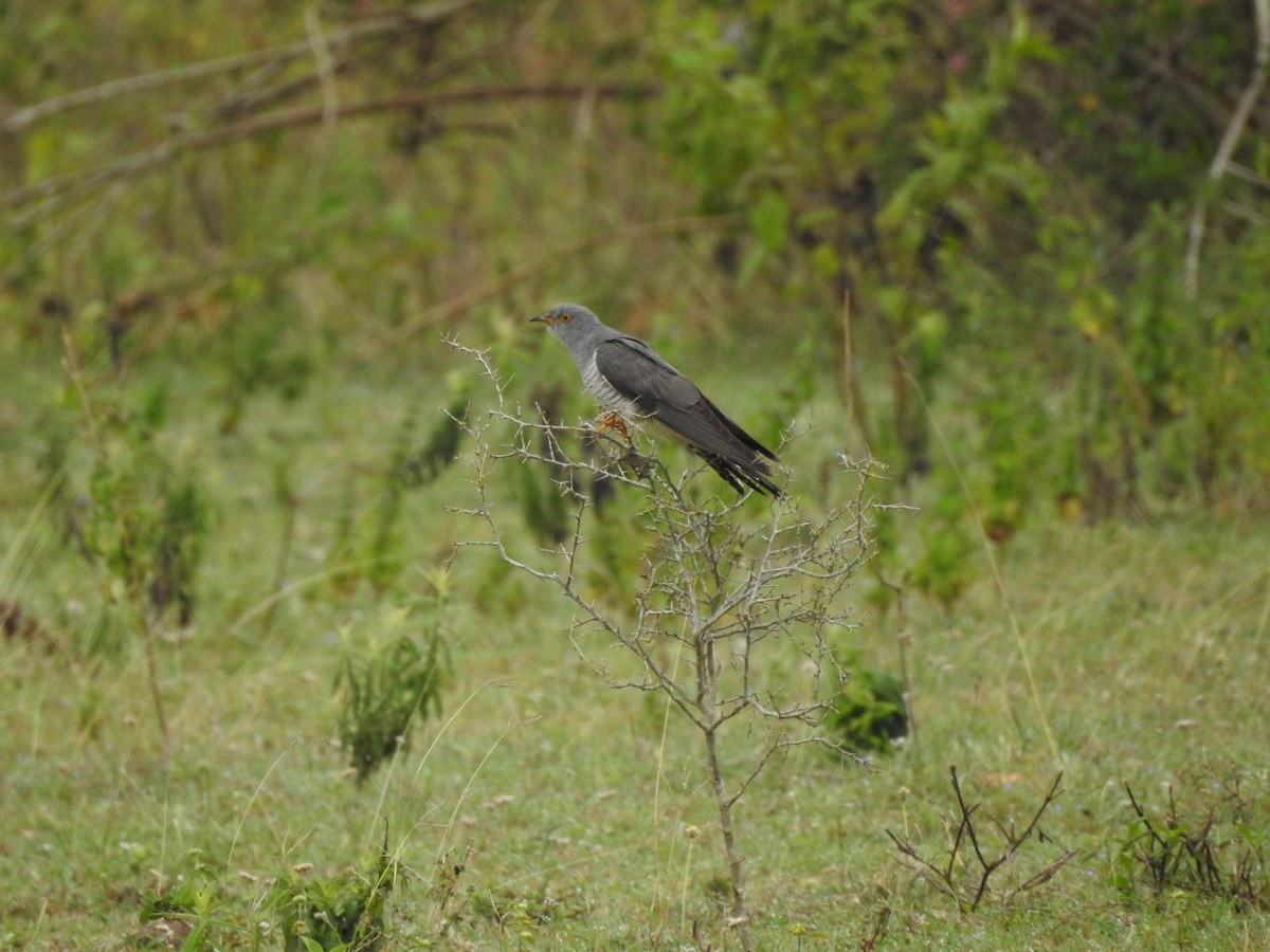 Common Cuckoo - ML643581810