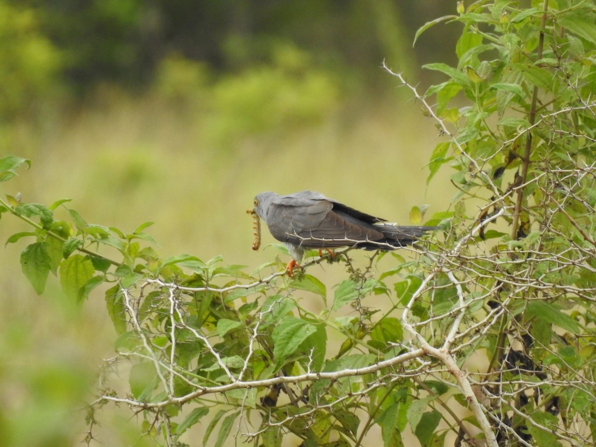Common Cuckoo - ML643581811