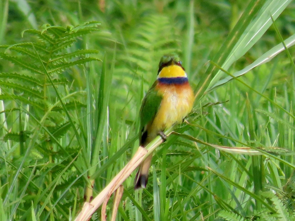 Blue-breasted Bee-eater - ML643581812